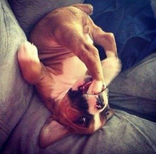 upside_dog